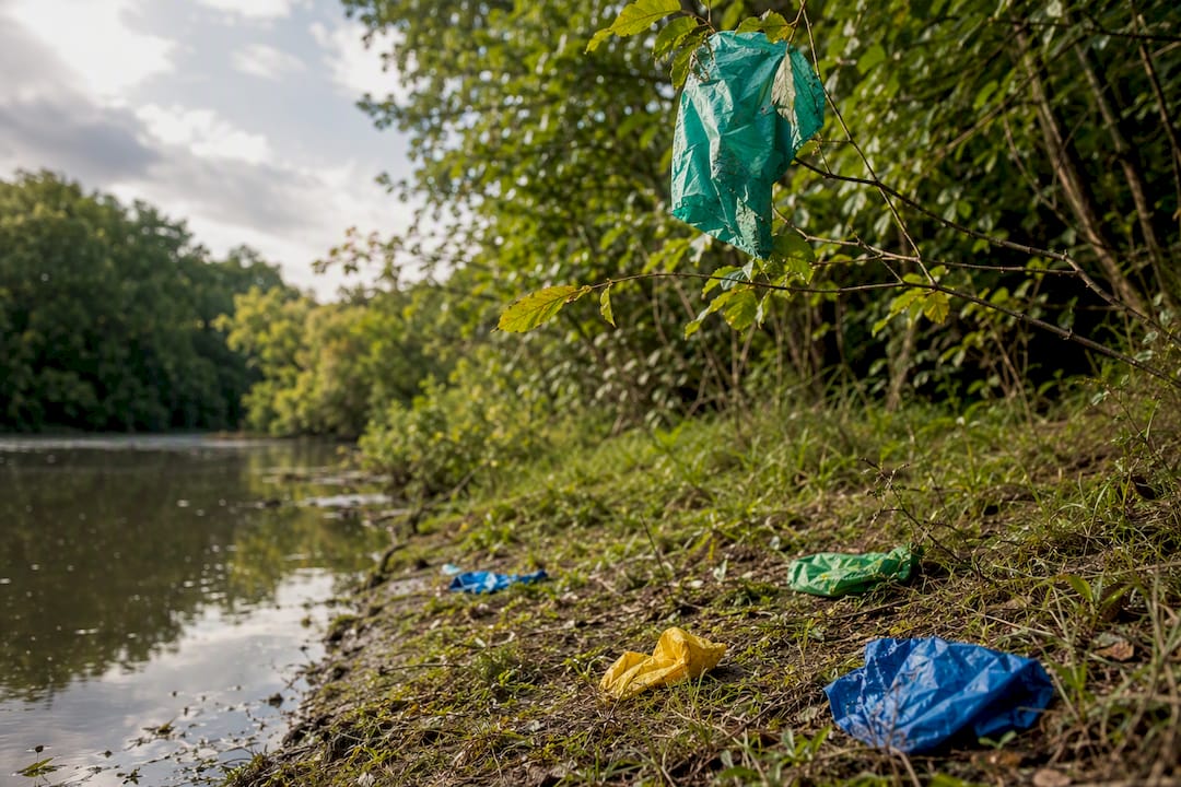 Deflated balloons caught on branches outdoors