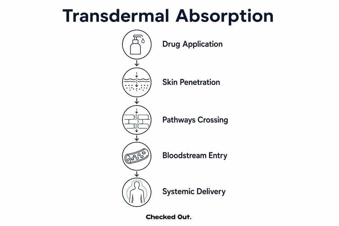 Infographic detailing transdermal absorption steps