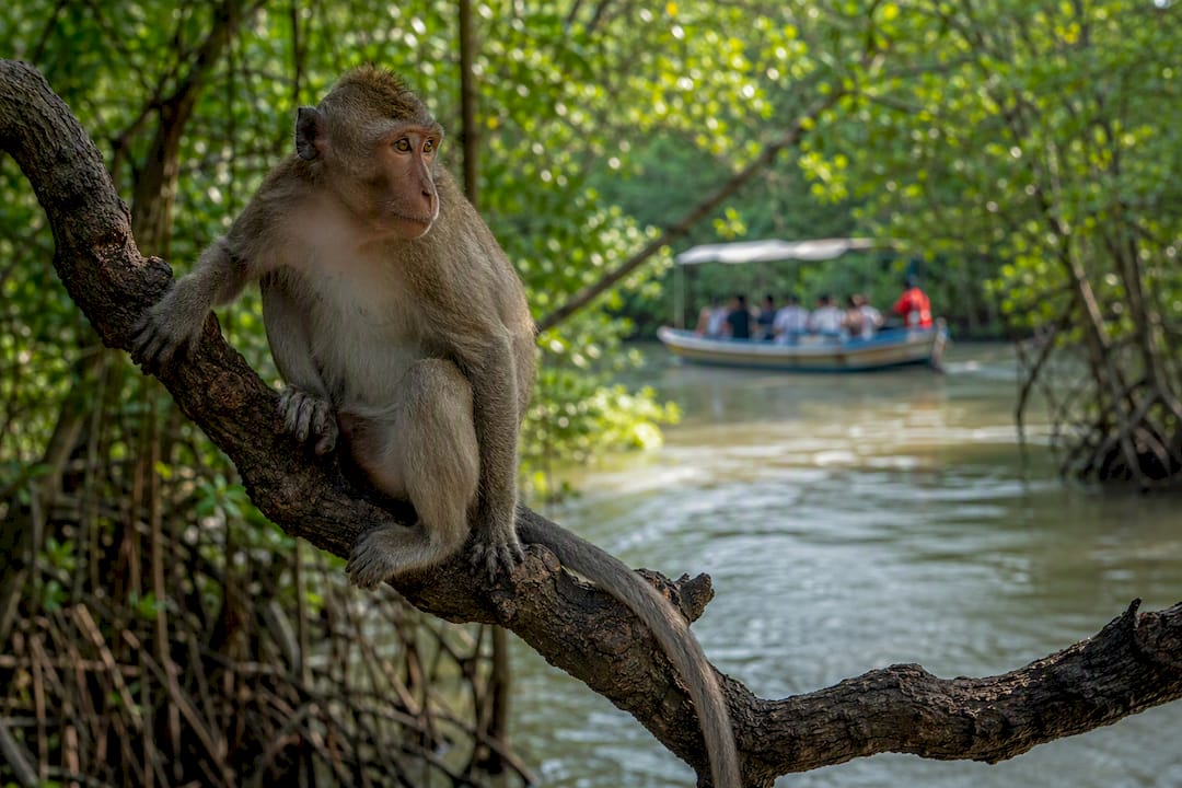 Monkey among Can Gio mangrove trees
