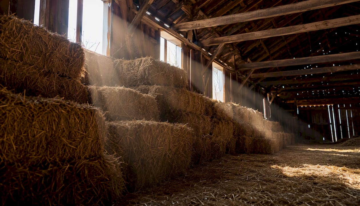 Hay barn interior showing ridge vent and hay stacks