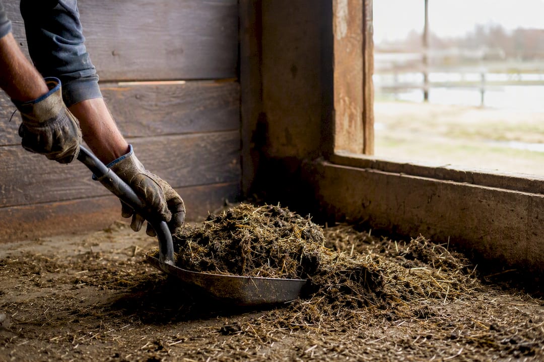Hands removing wet bedding and manure in barn stall