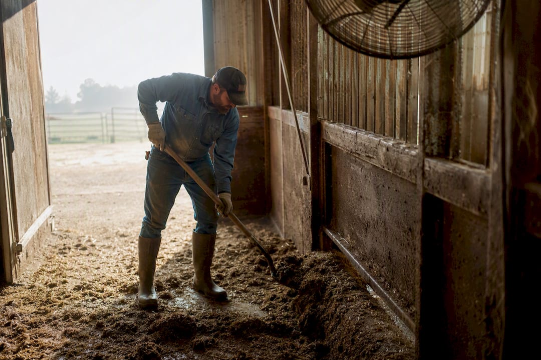 Barn manager removing wet bedding for ammonia control
