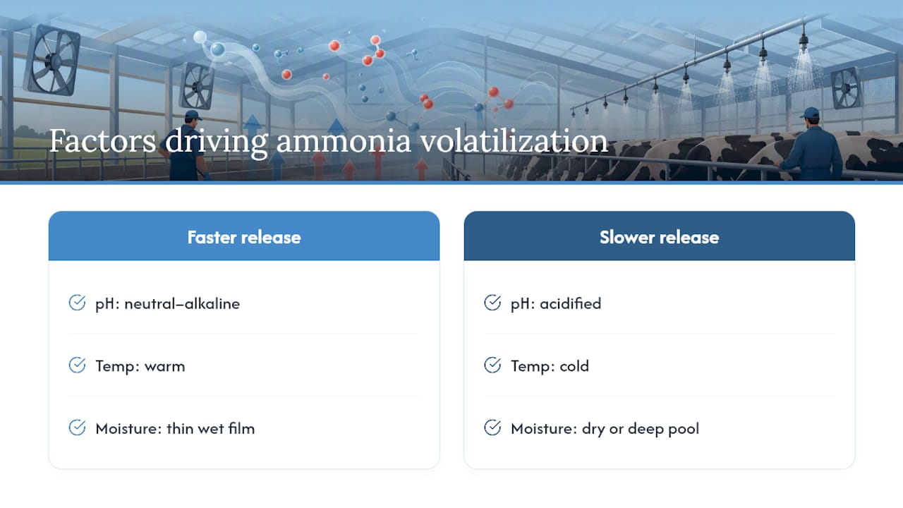 Diagram of ammonia formation factors in barn environment