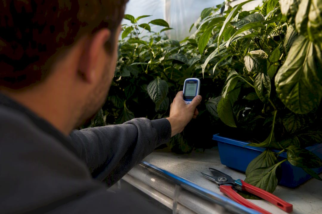 Handheld hygrometer checking a greenhouse canopy dead zone