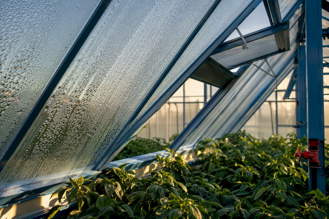 Condensation on greenhouse glazing above crop canopy