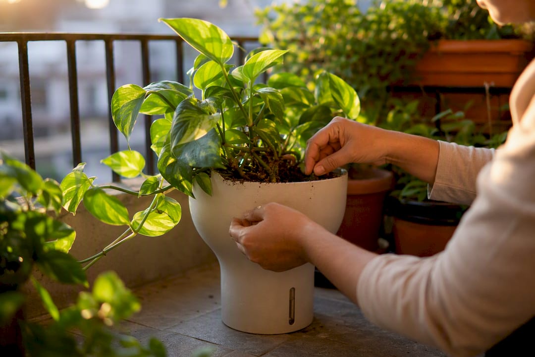 Wide base planter supporting tall pothos vine
