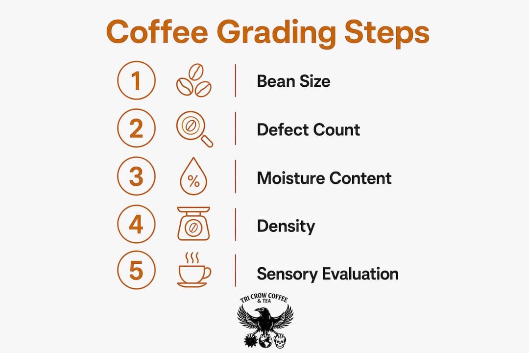 Infographic illustrating coffee grading steps