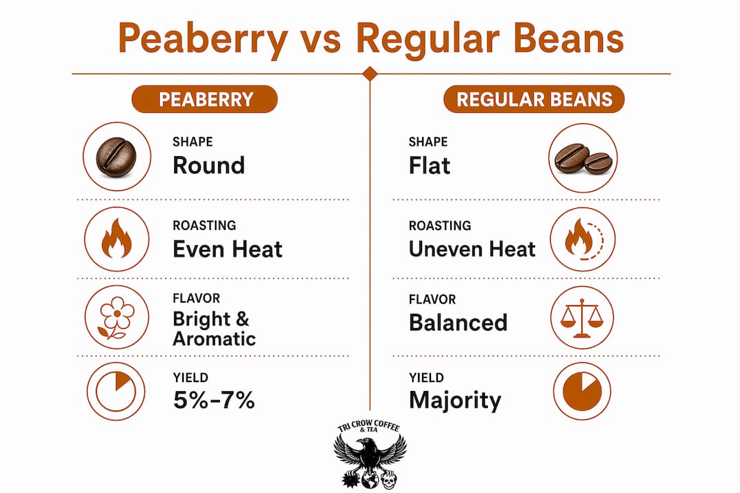 Infographic comparing peaberry and regular coffee beans