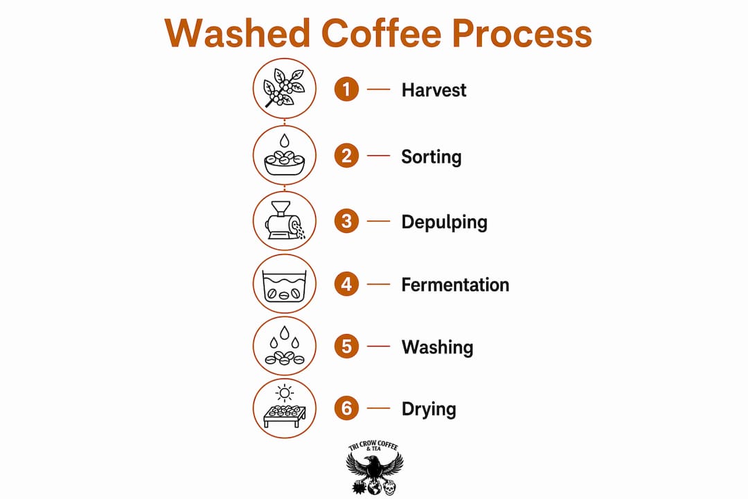 Infographic of washed coffee processing steps