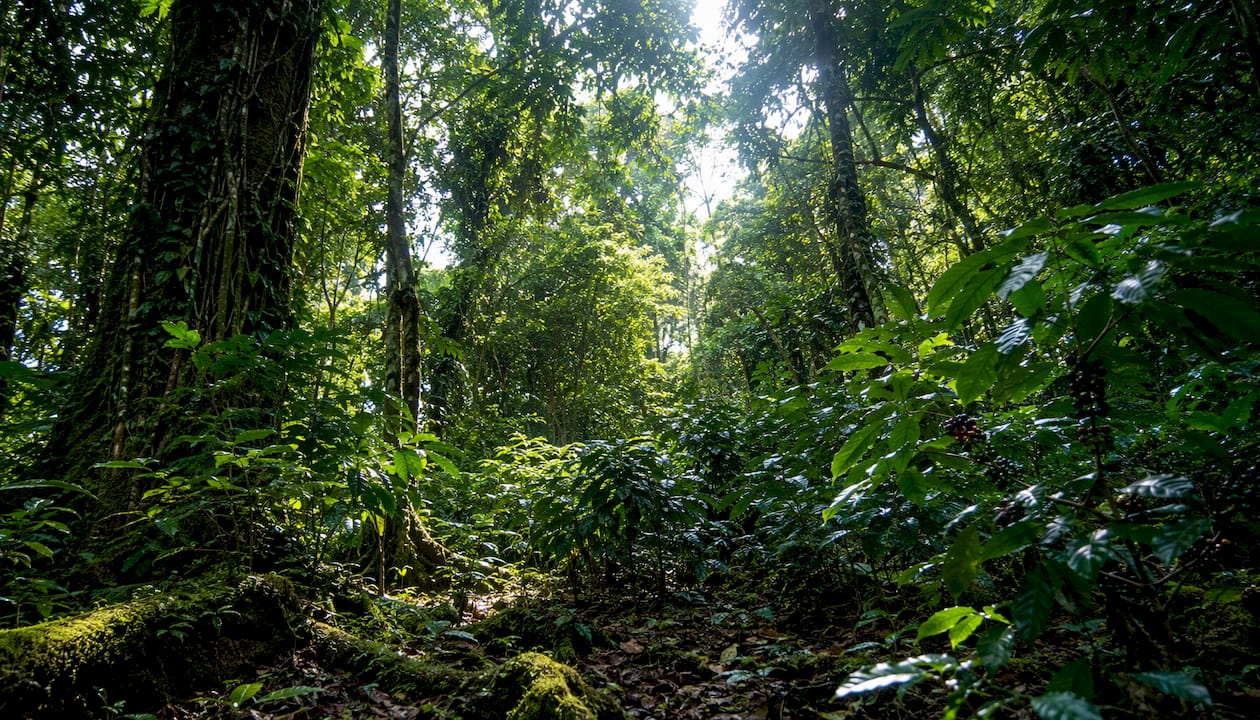 Native rainforest habitat of Coffea canephora