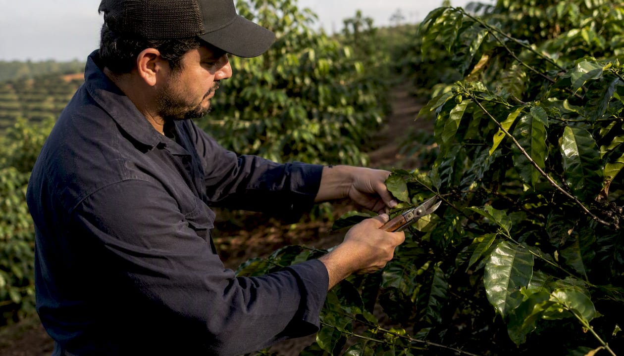 Coffee farmer pruning coffee plants