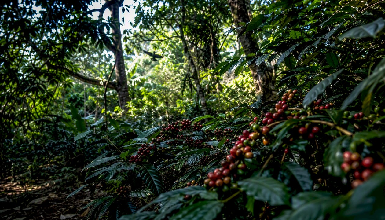 Shade-grown coffee plants under native tree canopy