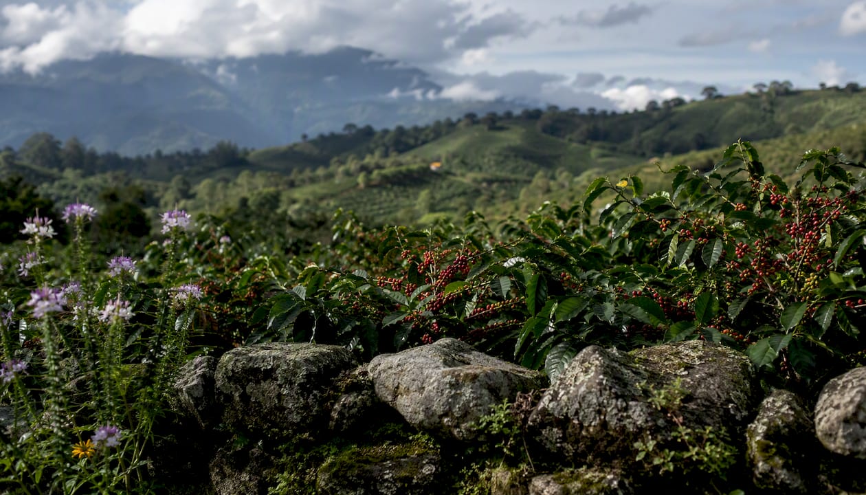 Colombian coffee farm in Andes highlands
