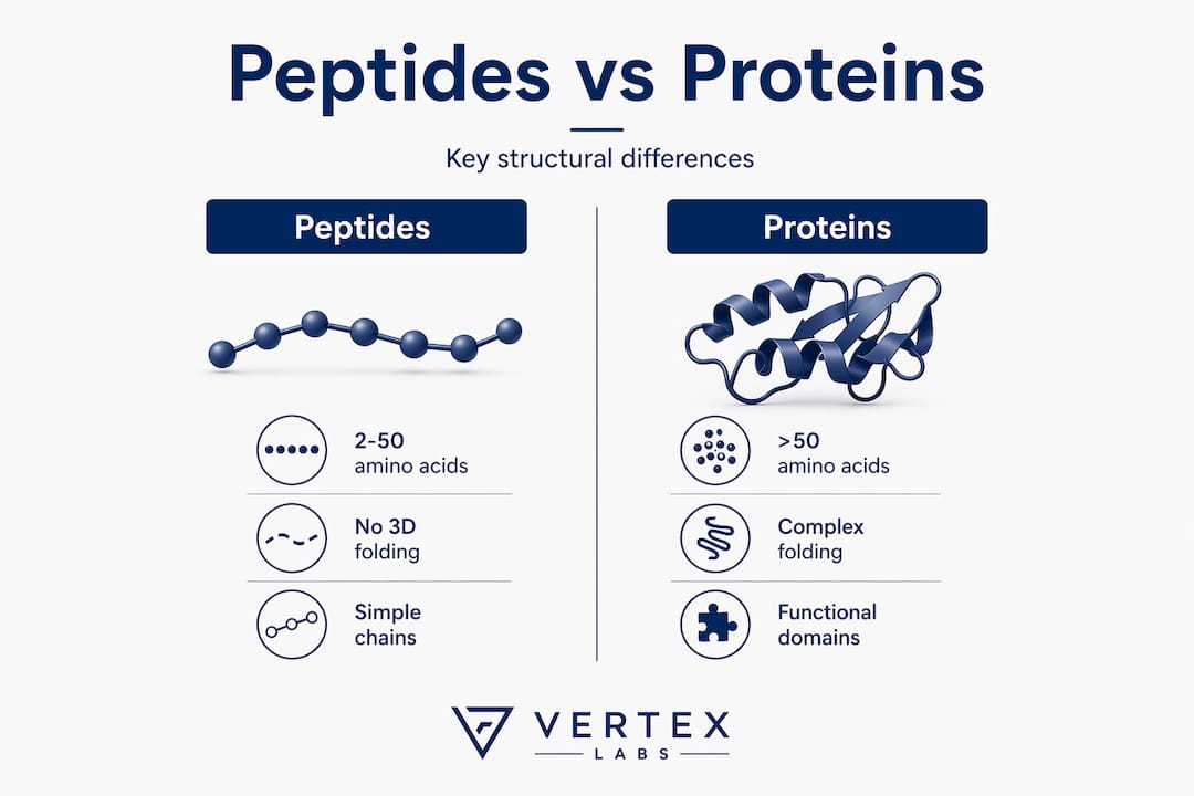 Infographic comparing peptides and proteins properties