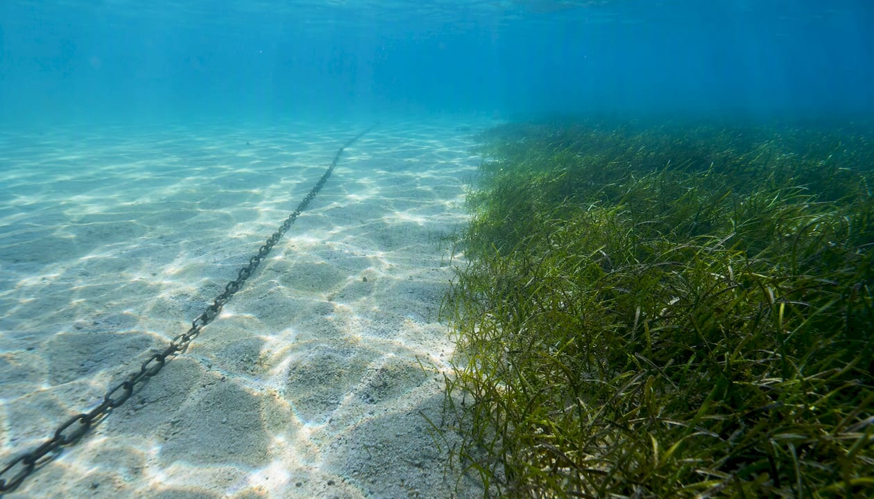 Underwater view of sand seabed and Posidonia seaweed meadow