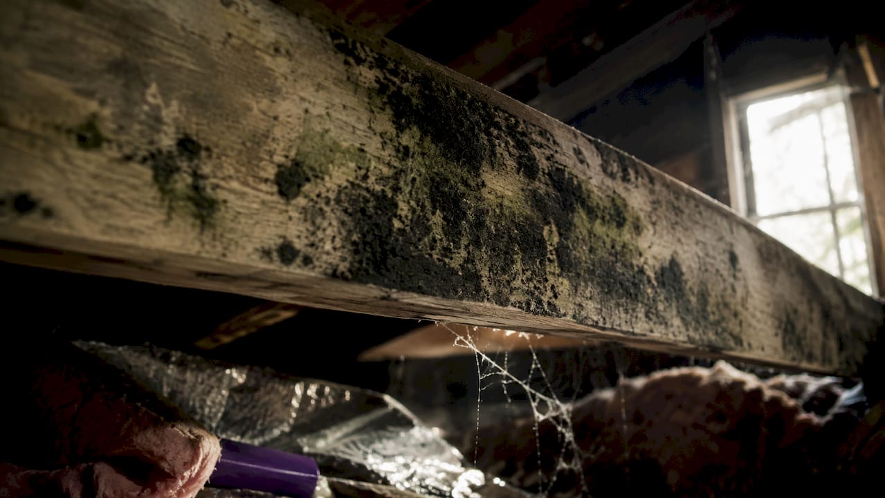 Close-up of attic mold on wood beam