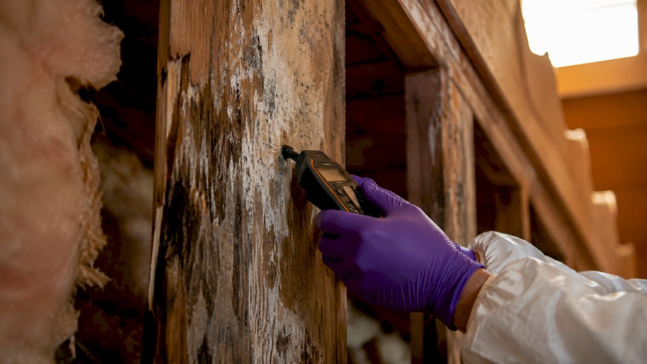 Close-up of rotted wood framing with moisture meter