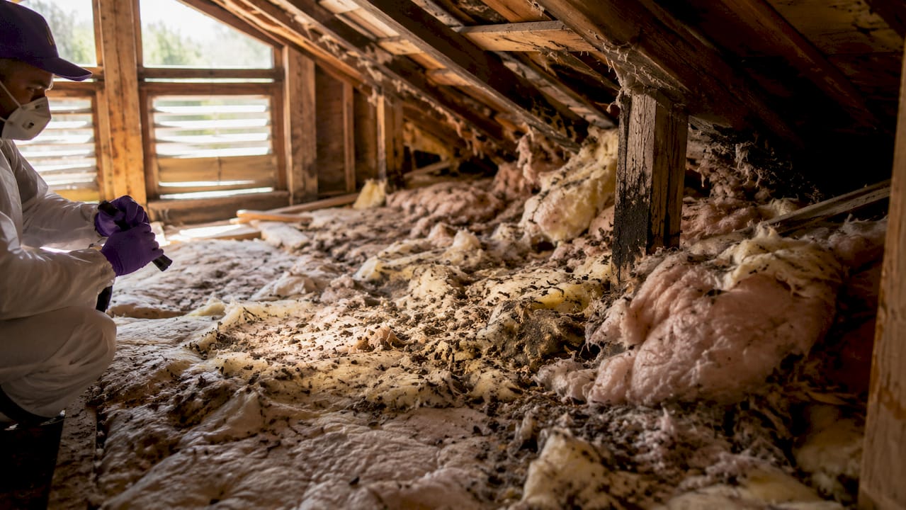Close up of rodent damaged attic insulation