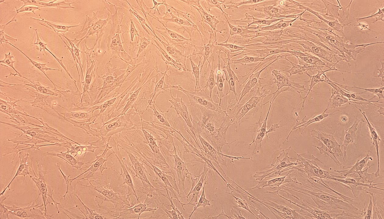 Microscopic fibroblast cells activated by vitamin C