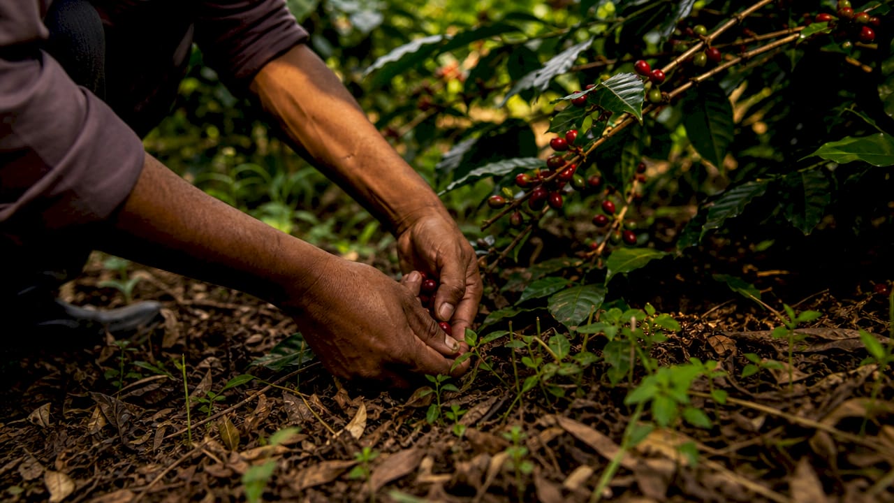 Manos recolectando granos de café a la sombra de los cafetales