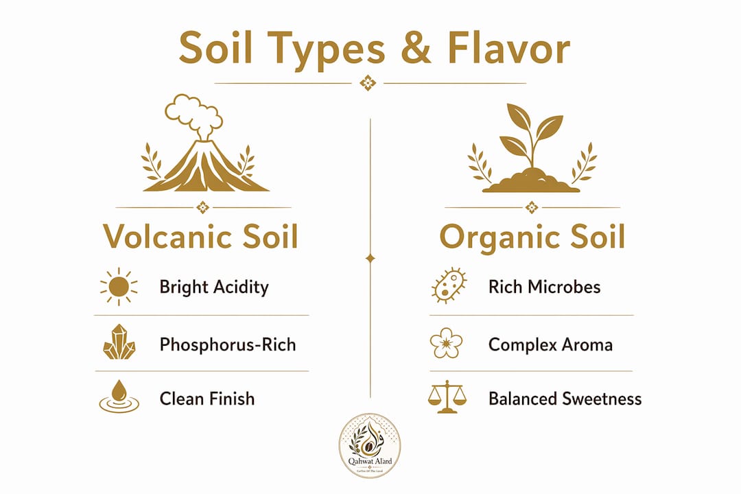 Infographic comparing soil types and coffee flavor notes