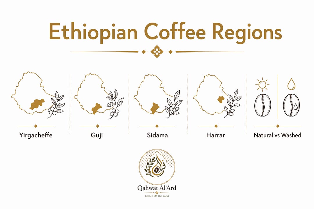 Infographic ranking Ethiopian coffee regions by flavor