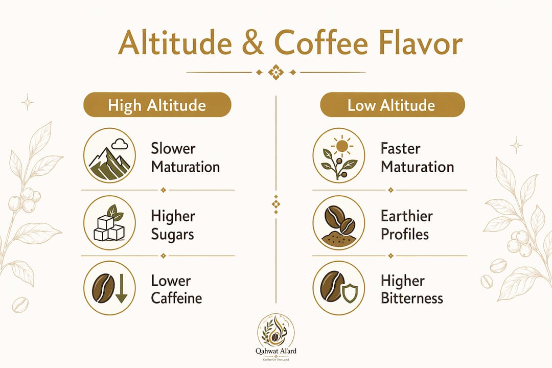 Infographic comparing high vs low altitude coffee flavor characteristics
