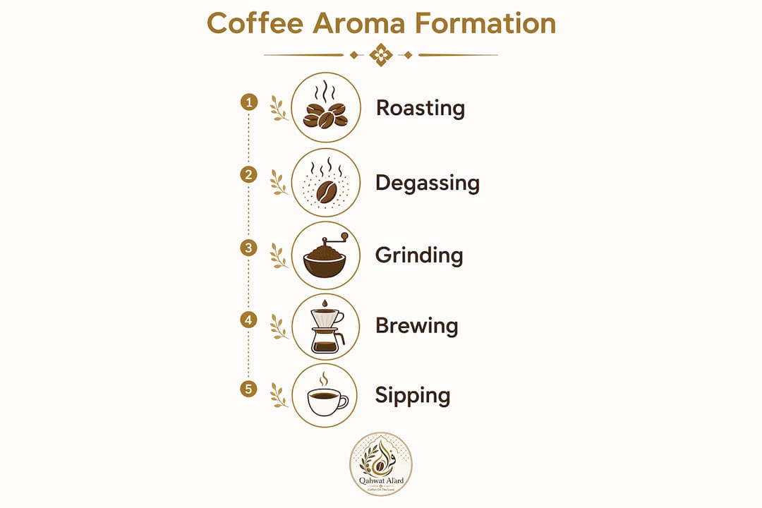 Infographic illustrating coffee aroma formation steps