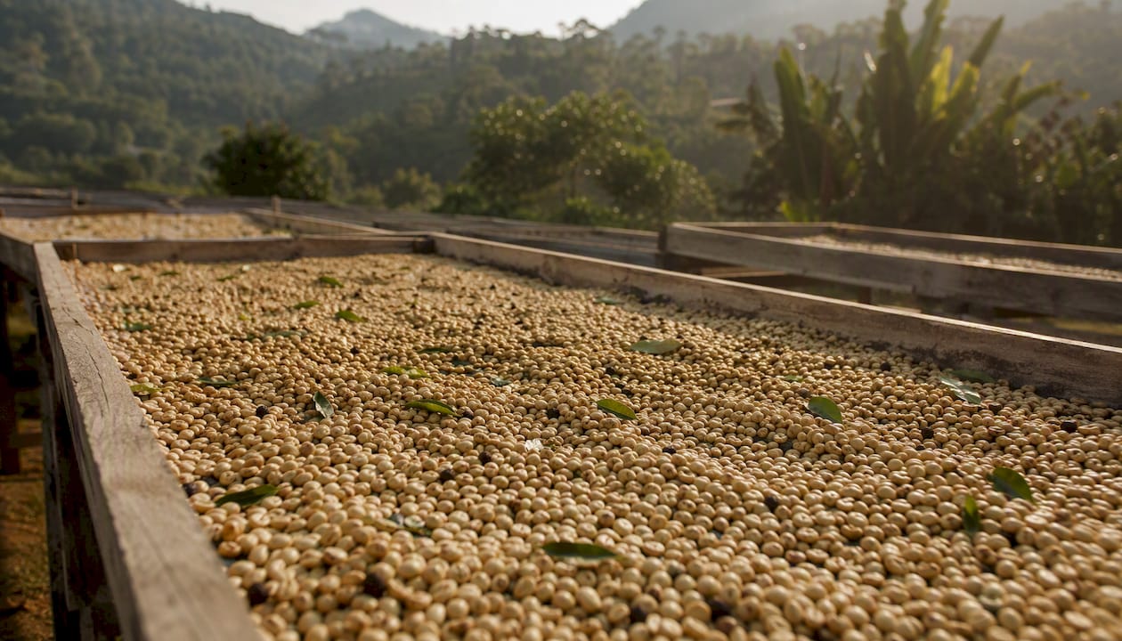 Washed coffee beans drying on raised bed
