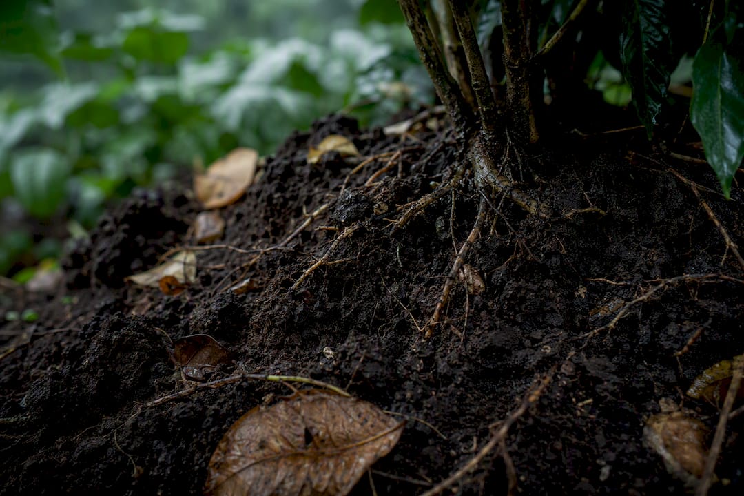 Volcanic soil close-up at cool climate coffee farm