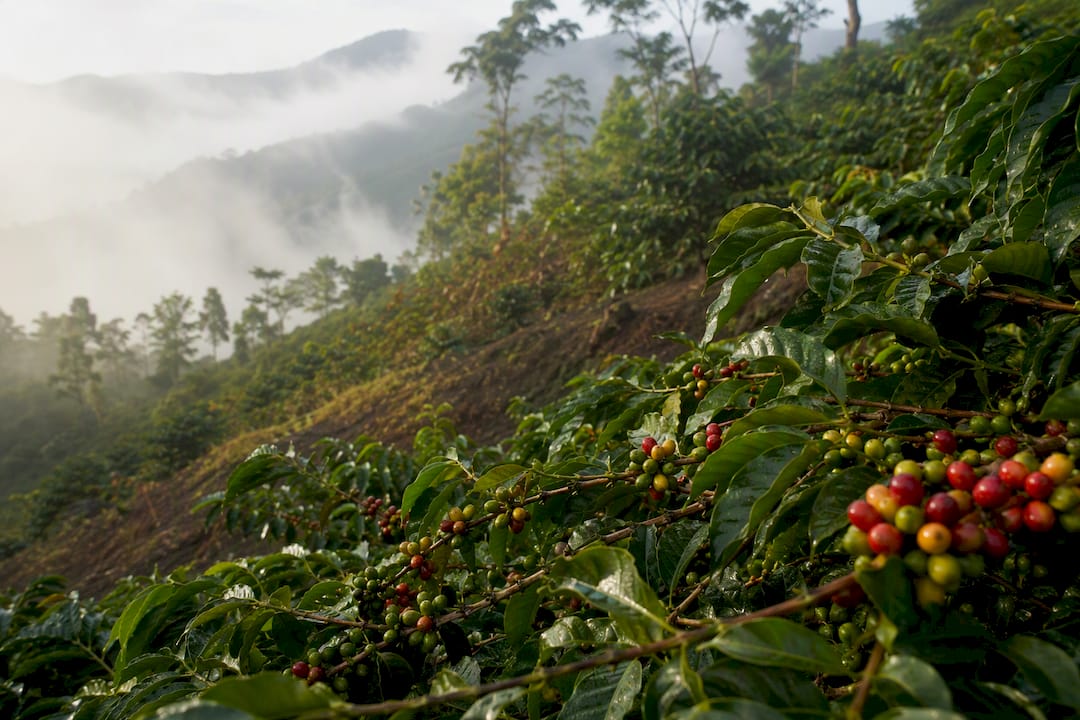 Cold climate coffee farm hillside with ripening cherries