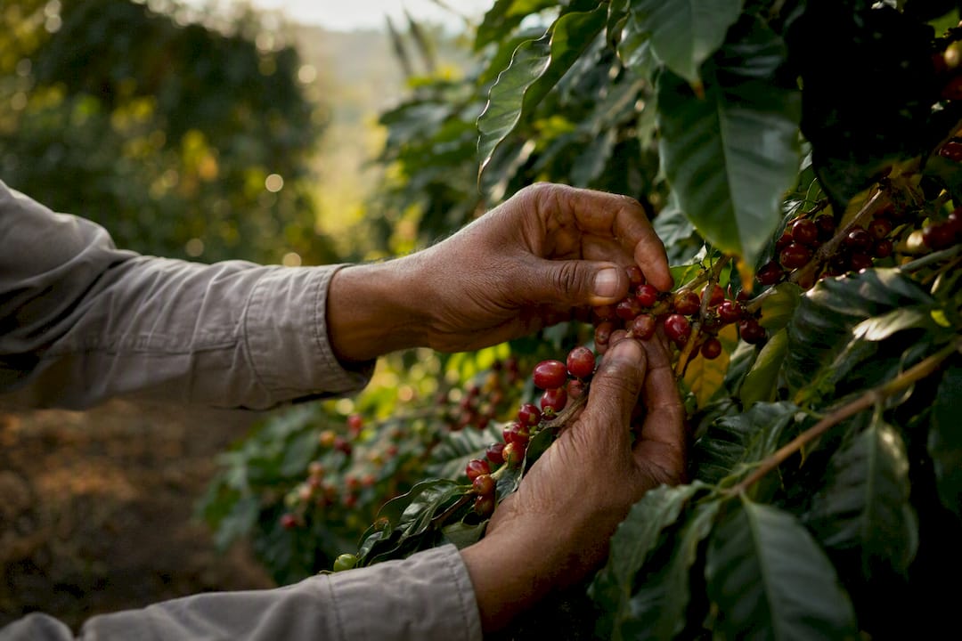 Mãos colhendo cerejas maduras de café Geisha do Panamá
