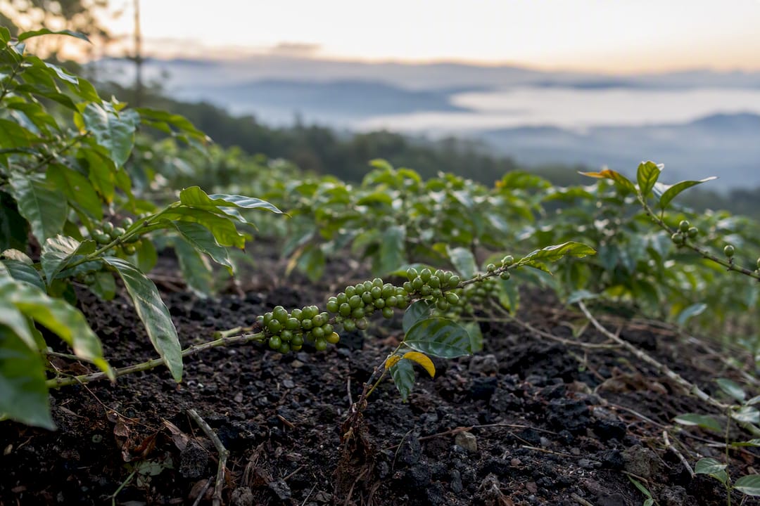Plantação de café em solo vulcânico no Panamá