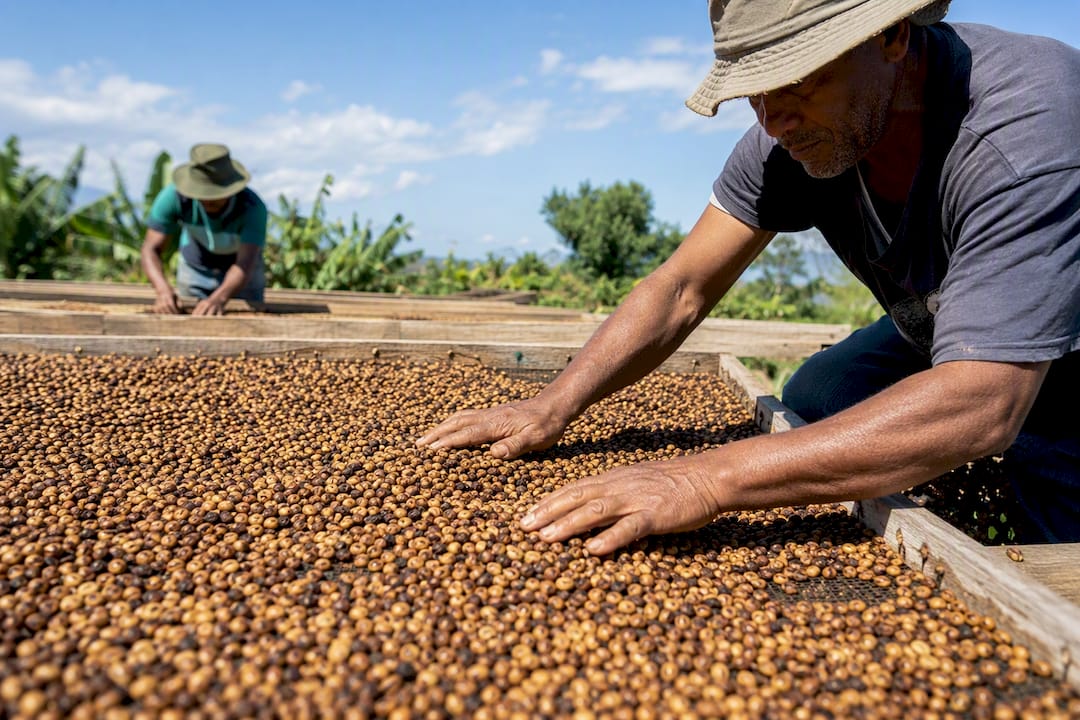 Grains de café séchant au soleil sur des claies en bambou