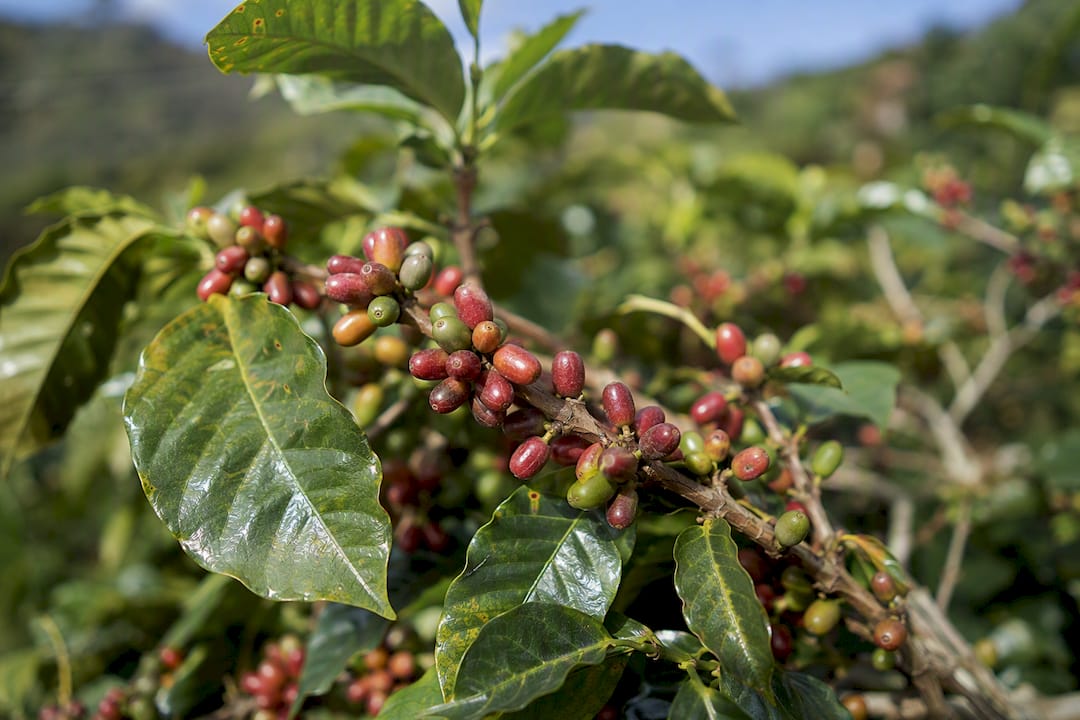 Cerises de café pointues sur un pied de Bourbon Pointu