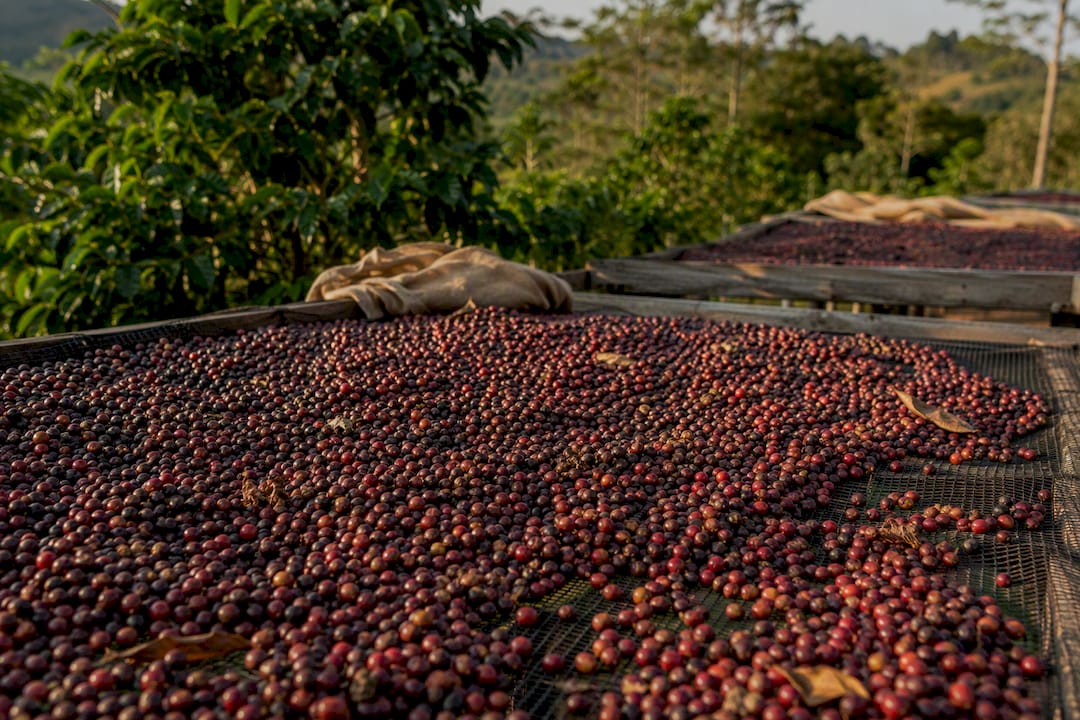 Cerises de café séchant sur un lit surélevé en plein air