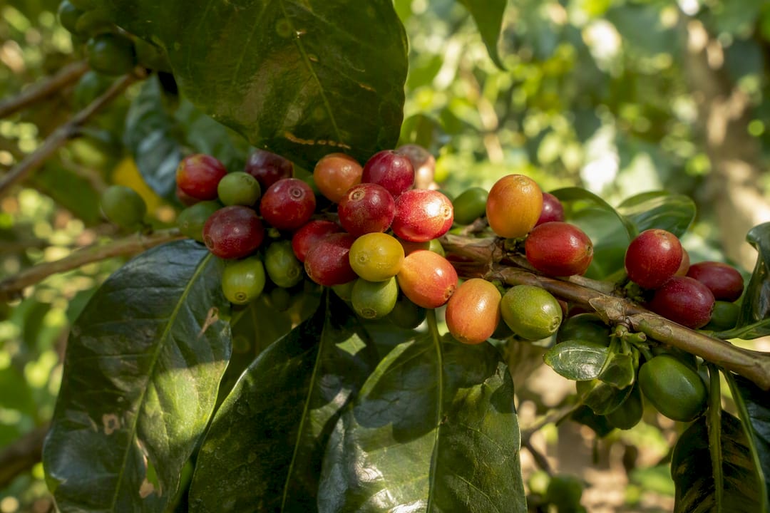 Cerejas de café amadurecendo sob sombra