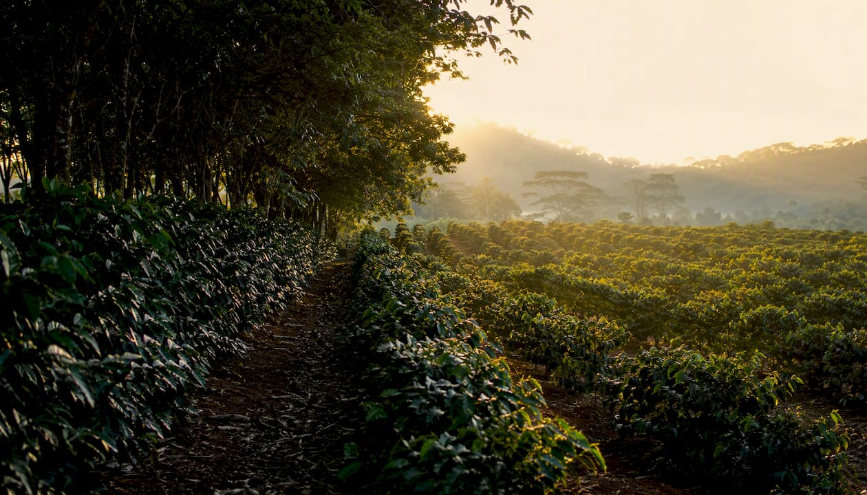 Comparação da densidade da sombra em fazenda de café, paisagem