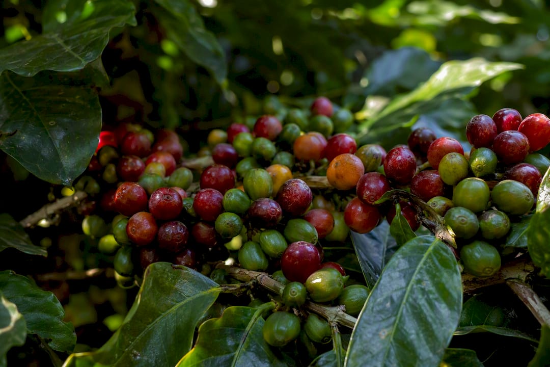 Coffee cherries ripening beneath tree canopy