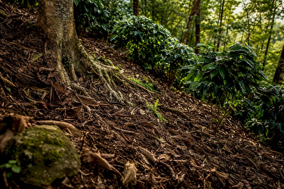 Tree roots stabilizing shaded coffee hillside