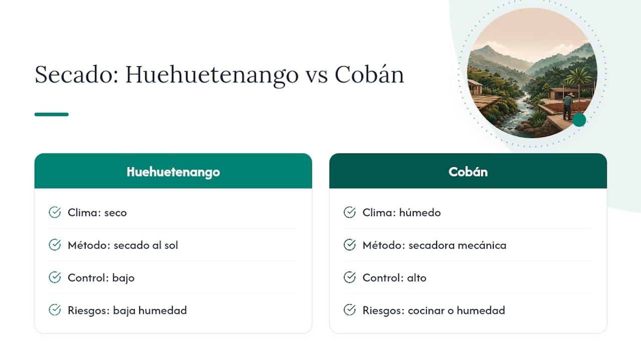 Comparación del secado del café según la región