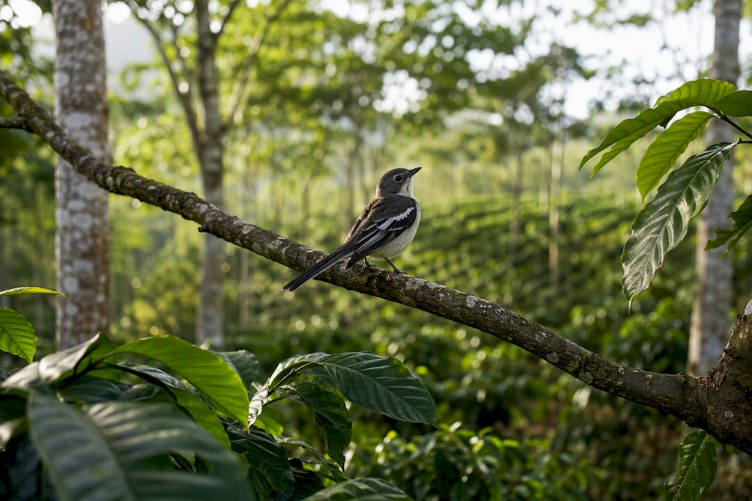 Songbird resting in shaded coffee canopy