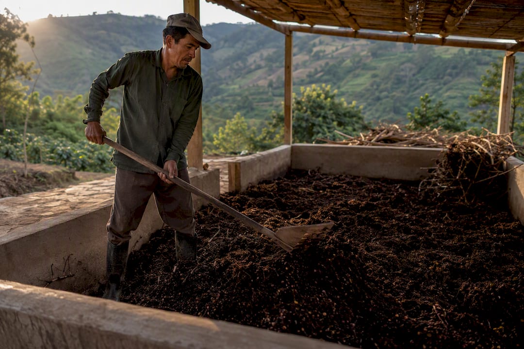 Worker turning coffee cherry pulp compost