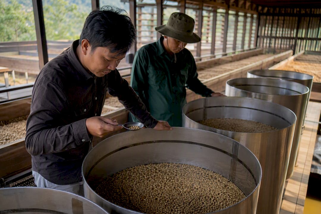 Traitement du robusta par fermentation et séchage