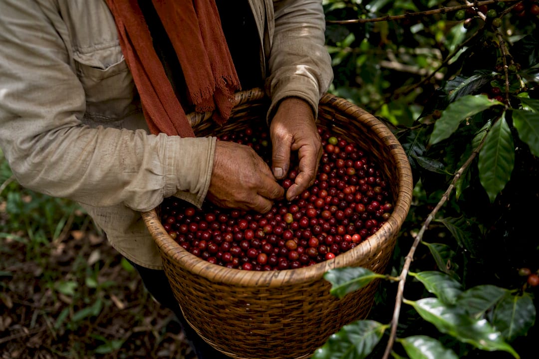 Selección manual de cerezas de café maduras