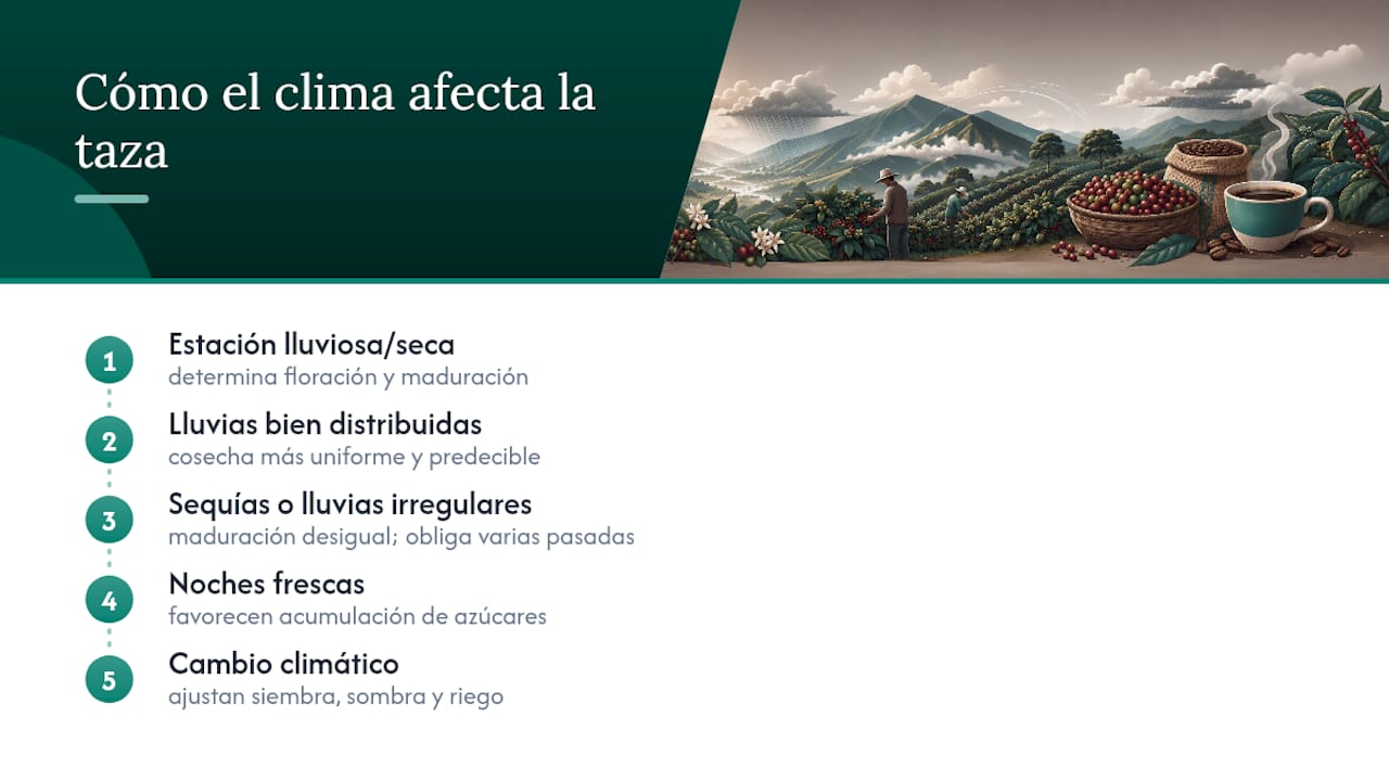 El clima decide gran parte de lo que llega a tu taza — overview diagram