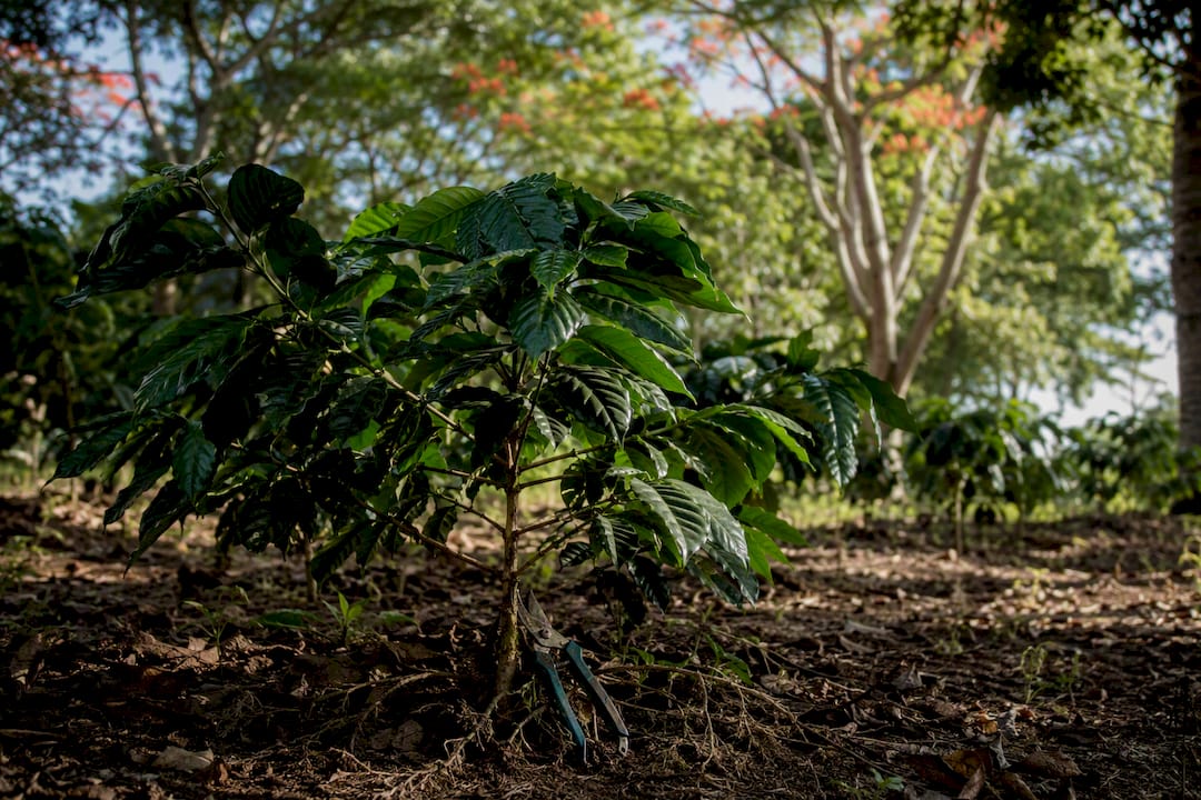 Cafeto joven bajo árboles que fijan nitrógeno