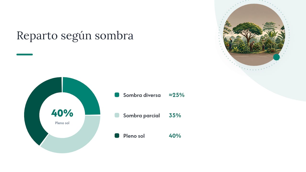 ¿Qué tipos de café de sombra existen? — overview diagram