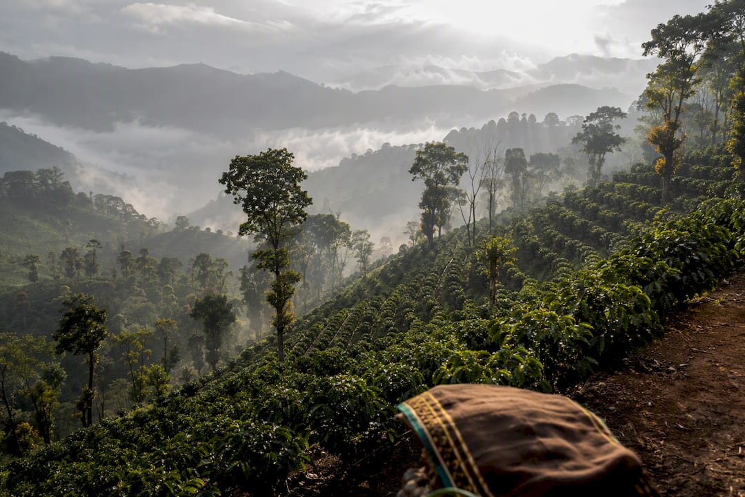 Finca cafetera de alta montaña cubierta de niebla