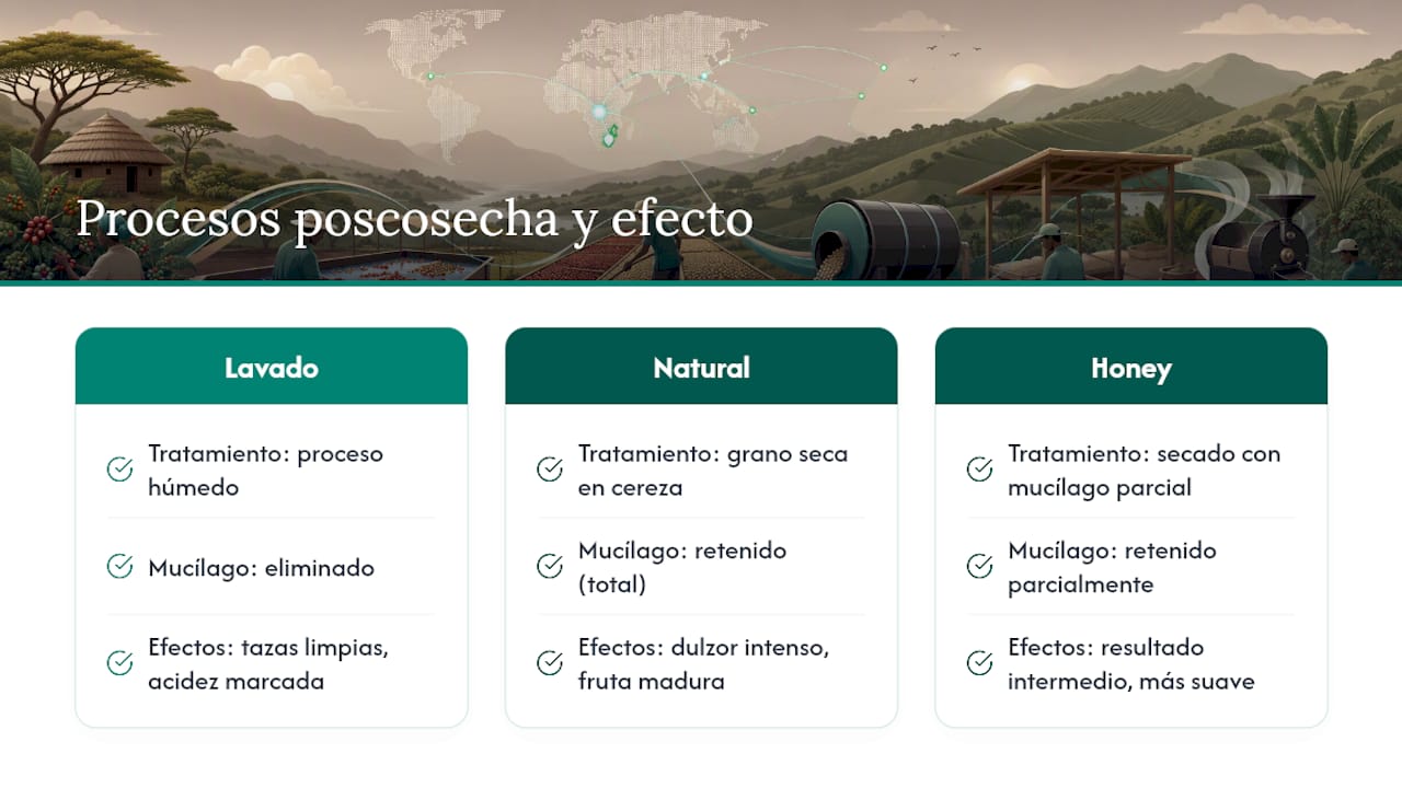 Comparación de métodos de poscosecha del café